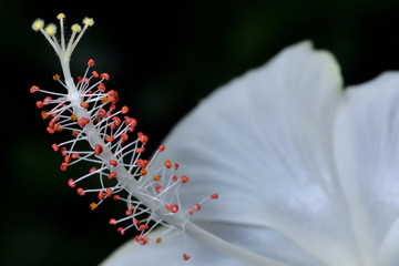 White hibiscus flowers in the botanical gardens. It has delicate white petals. Orange and yellow pollen.
