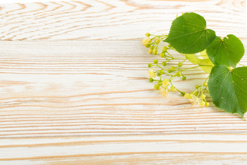 Linden Flowers Background