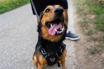 Sitzender Hund