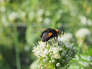 A large black fly sits on a white flower.