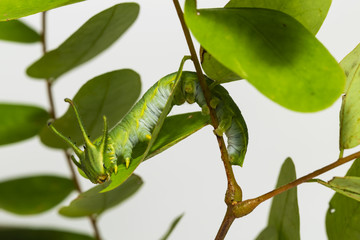 Caterpillar of common nawab butterfly ( Polyura athamas ) in 5th stage walking on floor