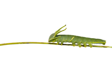 Isolated caterpillar of common nawab butterfly ( Polyura athamas ) in 5th stage on twig
