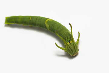 Caterpillar of common nawab butterfly ( Polyura athamas ) in 5th stage walking on floor