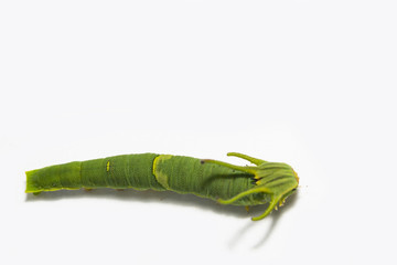 Caterpillar of common nawab butterfly ( Polyura athamas ) in 5th stage walking on floor