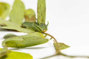 Caterpillar of common nawab butterfly ( Polyura athamas ) in 5th stage walking on floor