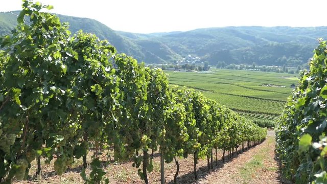 Vineyard at Moselle valley with view to village Beilstein (Germany)