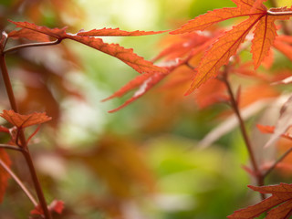 Colored Japanese Maple leaves changing to red in autumn on natural green background