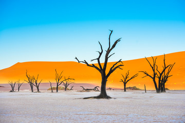 Dead Camelthorn Trees and red dunes in Deadvlei, Sossusvlei, Namib-Naukluft National Park, Namibia