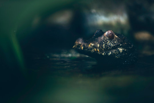 Close portrait of dwarf caiman in river.