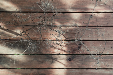 dry grass in autumn on wood table