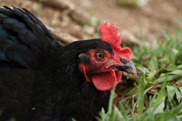 A black laying hen in the grass in the chicken yard.