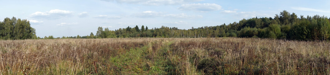 Panorama of field