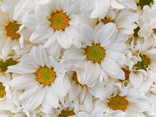Top view of chrysanthemum flower bloom beautiful, Colorful flower in garden, The concept of summer or spring