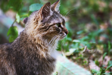 Muzzle gray cat sitting sideways.