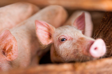 close up of cute pink pig in wooden farm with black eyes looking in camera seen trough wooden fence