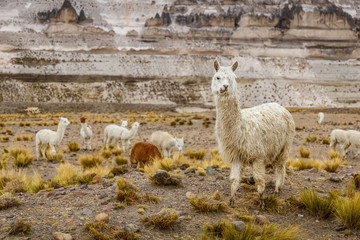 Alpaga dans la nature au Pérou