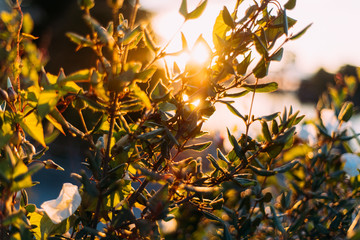 Plant Close-Up Seattle