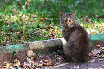 Naklejka na ściany i meble ray cat sitting near the half-side of the curb on the grass and dry leaves.