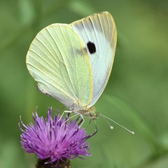 papillon citron sur fleur mauve
