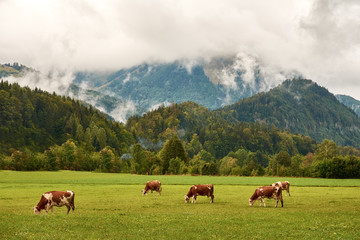 Fototapeta na wymiar View of the pasture with grass at the foot of the Austrian Alps with a herd of cows, forest and mountains in the background, under the sky with clouds