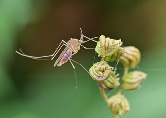 Eine vollgesogene Mücke nach der Blutmahlzeit mit Blut im Hinterleib an einer Pflanze - obrazy, fototapety, plakaty