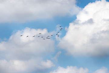 Vogelschwarm am Himmel, blauer Himmel und Wolken
