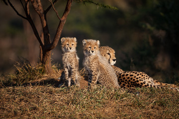 Baby Cheetahs with mom