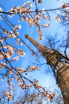 Beautiful pink blossom tree in front of the Eiffel tower on a blue sky winter day in Paris 