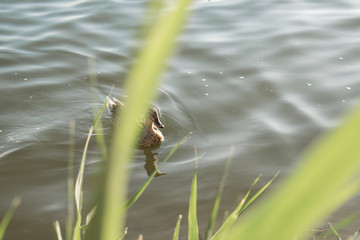Red live duck on a fresh pond, swims and walks through its territory, pecks and mows the grass. He eats in the pond. Warm season, parks in the open air on a sunny, summer day