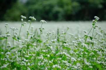 そばの花