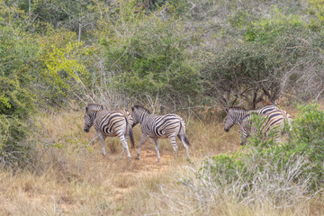 Fototapeta na wymiar Safari, view of zebras in natural habitat, Angola
