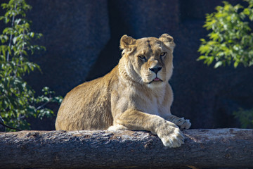 Obraz na płótnie Canvas lion in the zoo