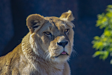 Obraz na płótnie Canvas African lion close-up