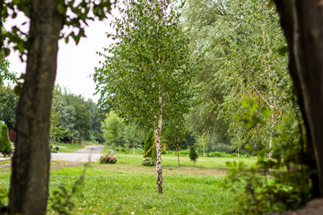 loneliness concept of one birch tree in creative foreshortening between common trees in autumn...