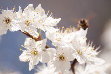 White wildflower blossoming in spring, bee flying around