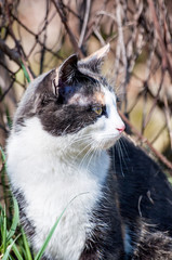 Cute cat looking right, sitting on ground