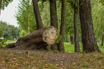 morning nature outdoor park environment with trees and stump