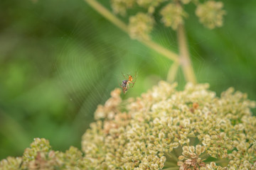 A spider in the net with the prey