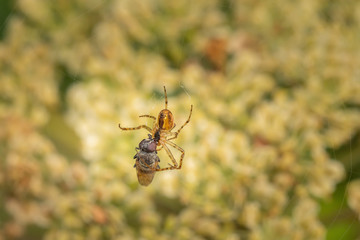 A spider in the net with the prey