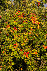 Fototapeta premium Äpfel an einem Baum