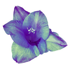 flower indigo (blue) cyan gladiolus isolated on white background. Flower bud close up.  Nature.