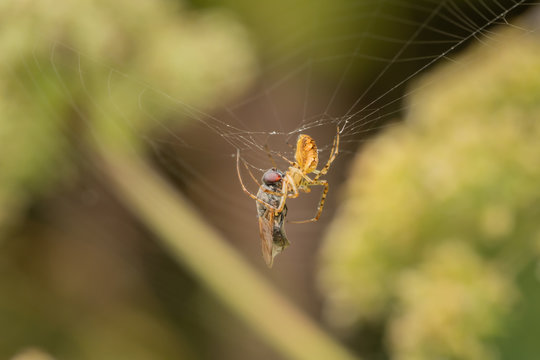 A spider in the net with the prey