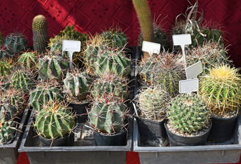 Cactuses in pots for sale
