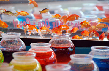 colorful water in glass fishbowls with goldfish prize for carnival game
