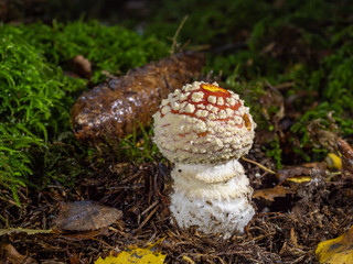 Junger Fliegenpilz mit Tannenzapfen