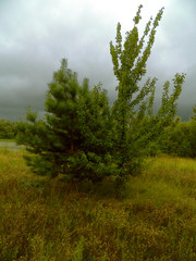 two little young trees and brown grass - outdoor background