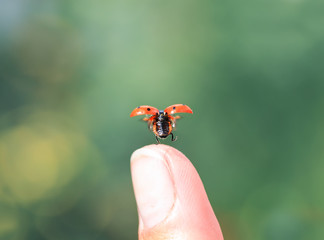 little beautiful ladybug flies up from a man's finger spreading red wings