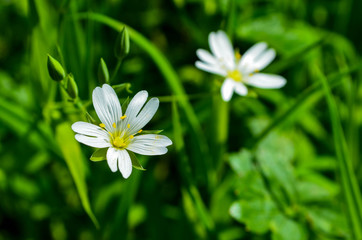 white flowers on green background