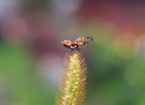  beautiful red ladybug flies up from a blade of grass in a summer meadow spreading wings