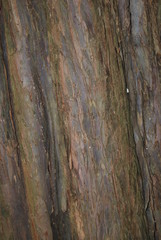 Rustic bark close-up